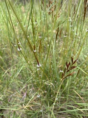 Sorghum leiocladum