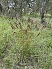 Sorghum leiocladum