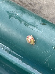 Paropsisterna nobilitata