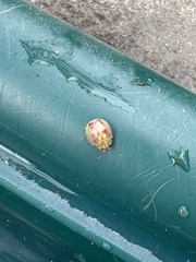 Paropsisterna nobilitata