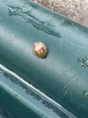 Paropsisterna nobilitata