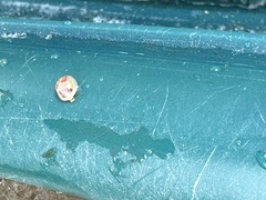 Paropsisterna nobilitata