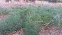 Peucedanum officinale