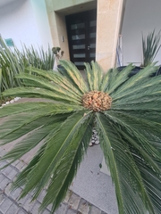 Cycas