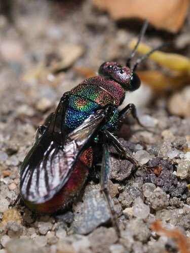 Hedychrum rutilans, photo 3 of 10