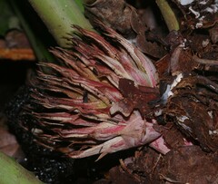 Disteganthus lateralis