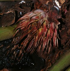 Disteganthus lateralis