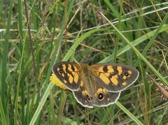 Heteronympha cordace
