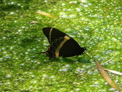 Papilio garamas