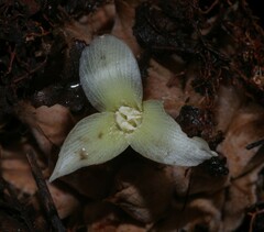 Disteganthus lateralis