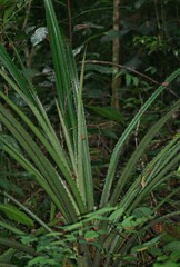 Disteganthus lateralis