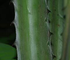 Disteganthus lateralis