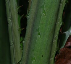 Disteganthus lateralis