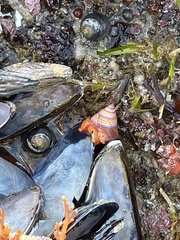 Calliostoma annulatum
