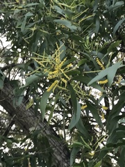 Acacia auriculiformis