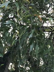 Acacia auriculiformis