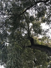 Acacia auriculiformis