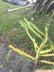 Acacia auriculiformis