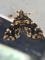 Musotima nitidalis
