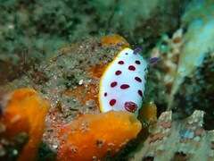 Goniobranchus splendidus