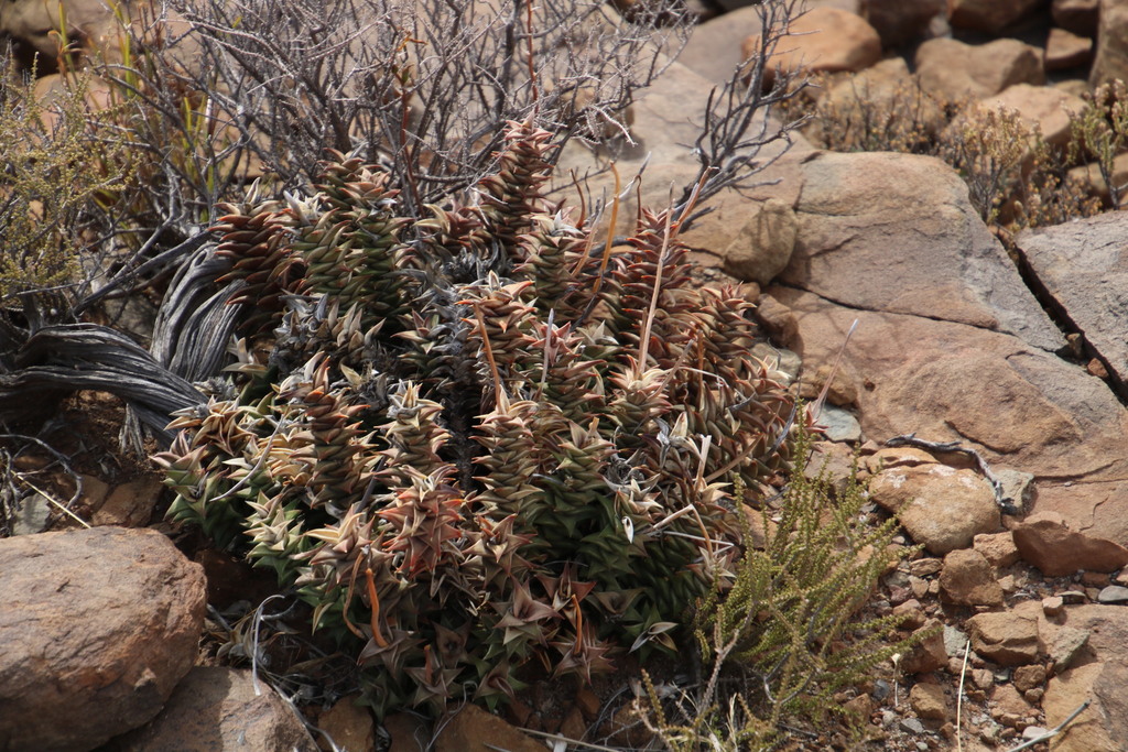 Astroloba robusta, Karoo Fossil Museum, Karoo National Park