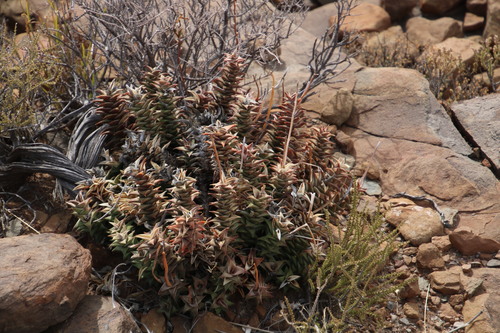 Astroloba robusta