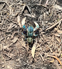 Euastacus yarraensis