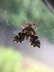 Musotima nitidalis