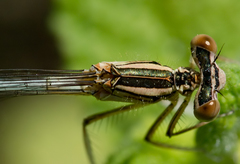 Platycnemis