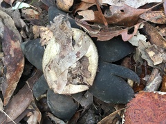 Astraeus hygrometricus