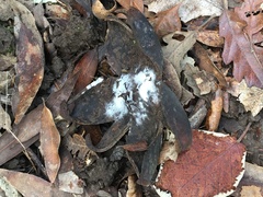 Astraeus hygrometricus