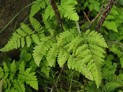 Gymnocarpium jessoense