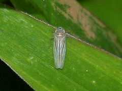 Plesiommata