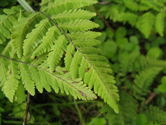 Gymnocarpium jessoense