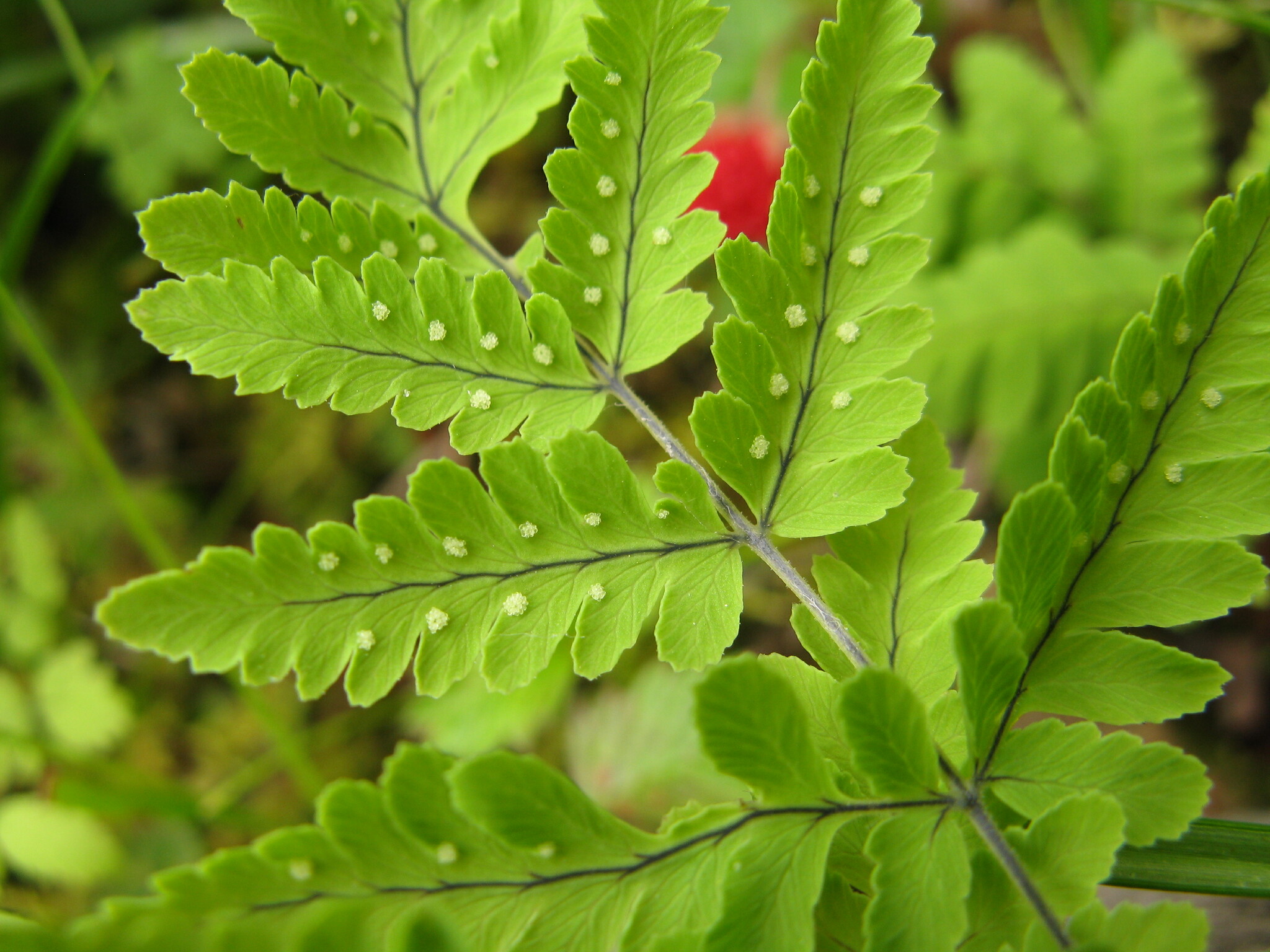 Gymnocarpium jessoense