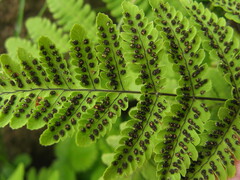 Gymnocarpium jessoense