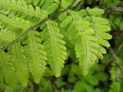 Gymnocarpium jessoense