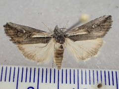 Stenoprora perspicua