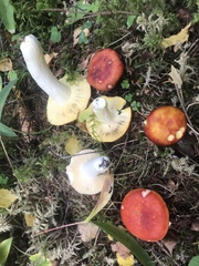 Russula aurea