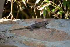 Sceloporus hunsakeri