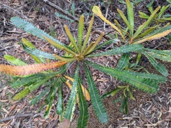 Banksia aemula