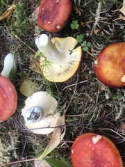 Russula aurea