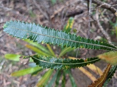 Banksia aemula