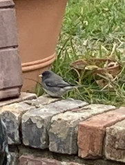 Junco hyemalis