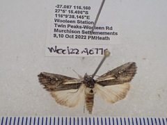 Stenoprora perspicua