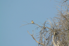 Pyrocephalus rubinus