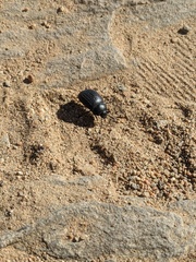 Eusattus reticulatus