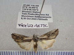 Stenoprora perspicua