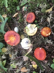 Russula aurea