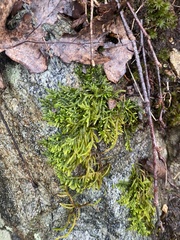 Entodon seductrix